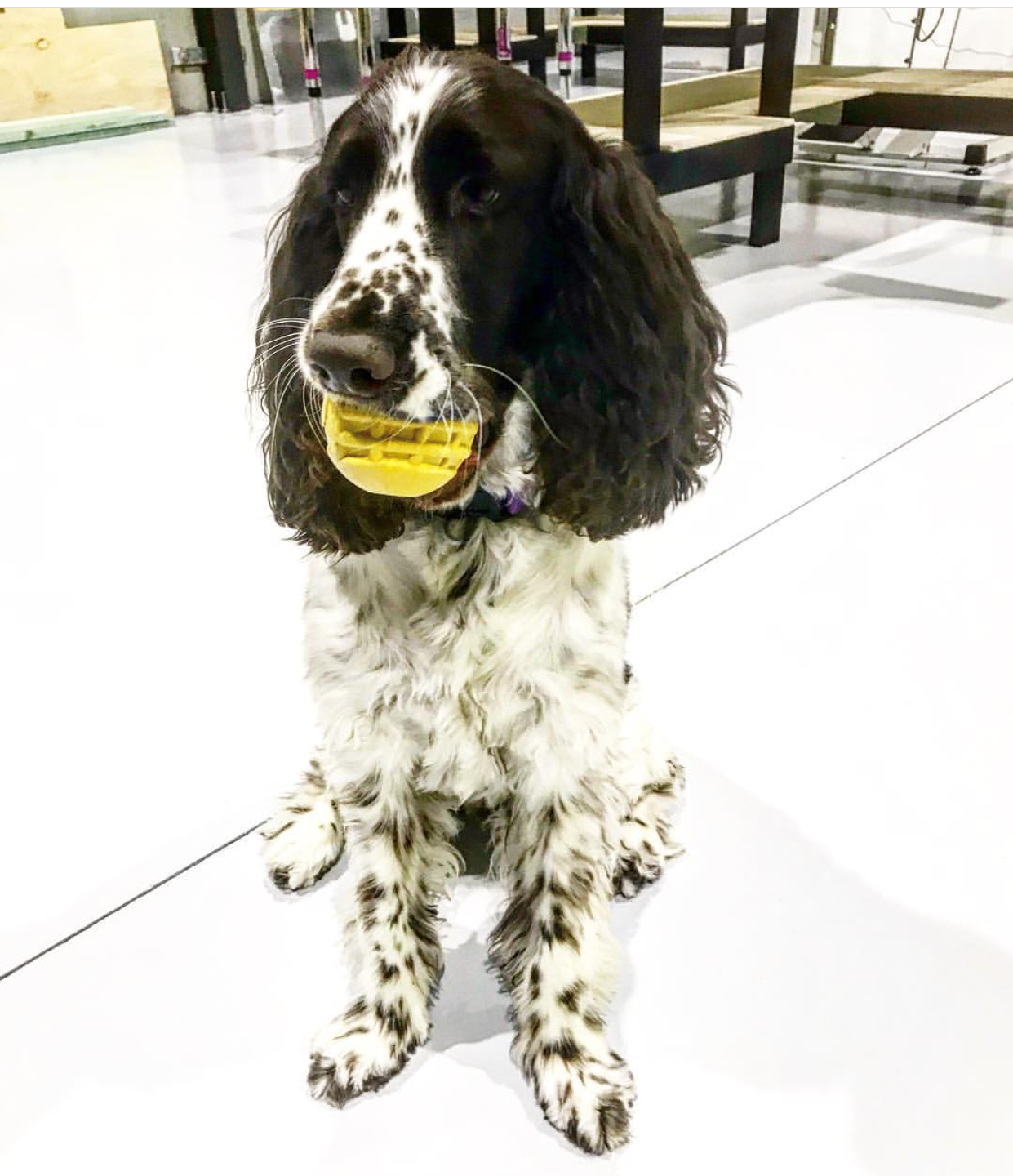Sodapup ID Ball - Chew Toy - Retrieving Toy - Large - Yellow