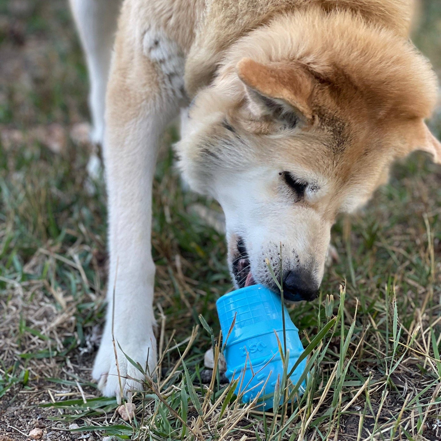 Sodapup Ice Cream Cone Durable PUP-X Rubber Chew Toy and Treat Dispenser: Large Ice Cream Cone - blue