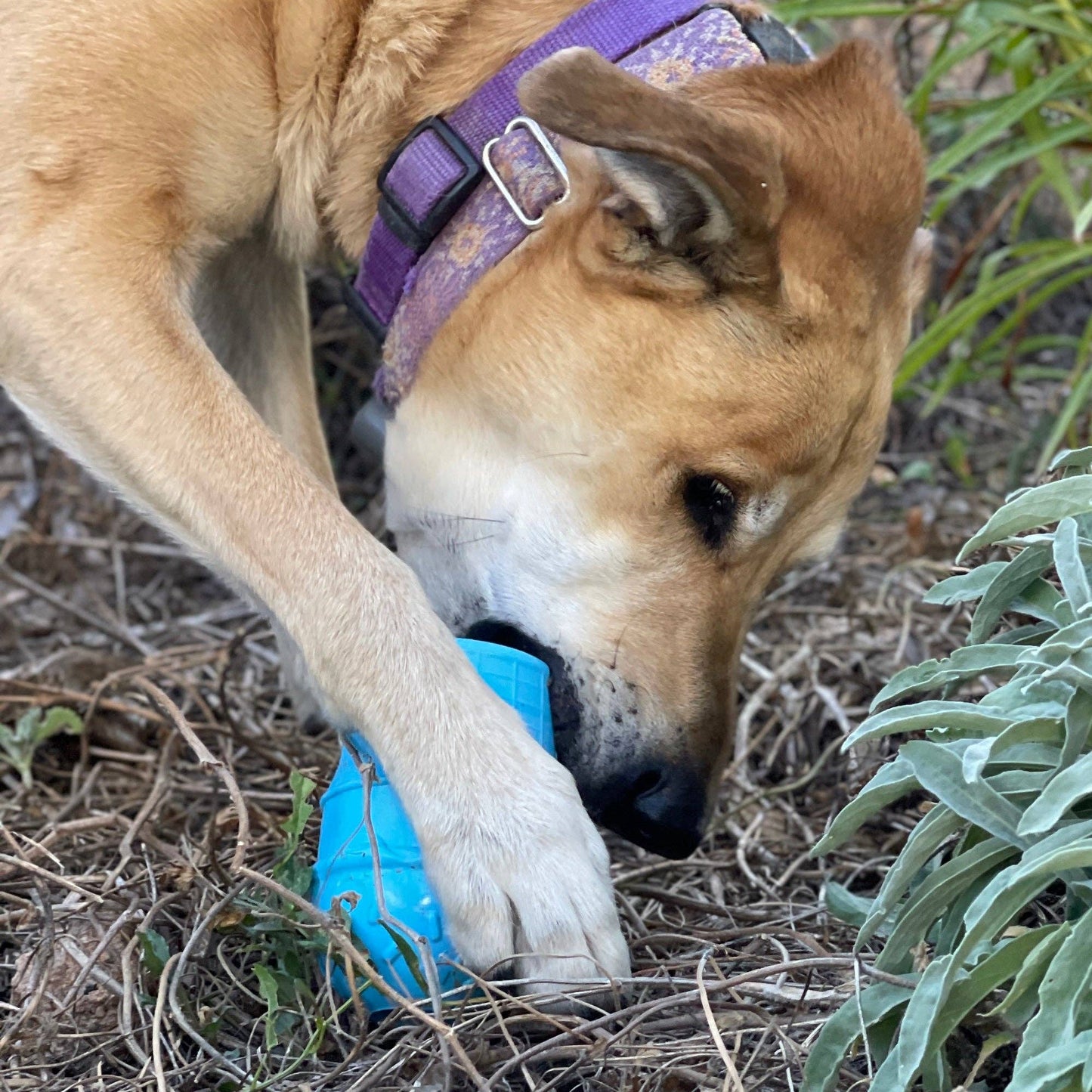 Sodapup Ice Cream Cone Durable PUP-X Rubber Chew Toy and Treat Dispenser: Large Ice Cream Cone - blue