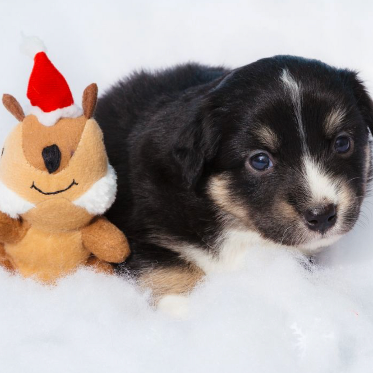 Holiday Zippy Burrow - Yule Log - Christmas Dog Toy