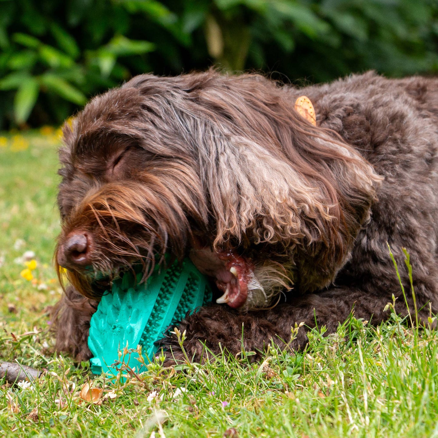 ÖRVA Tuff Stuff Hedgehog Treat Toy