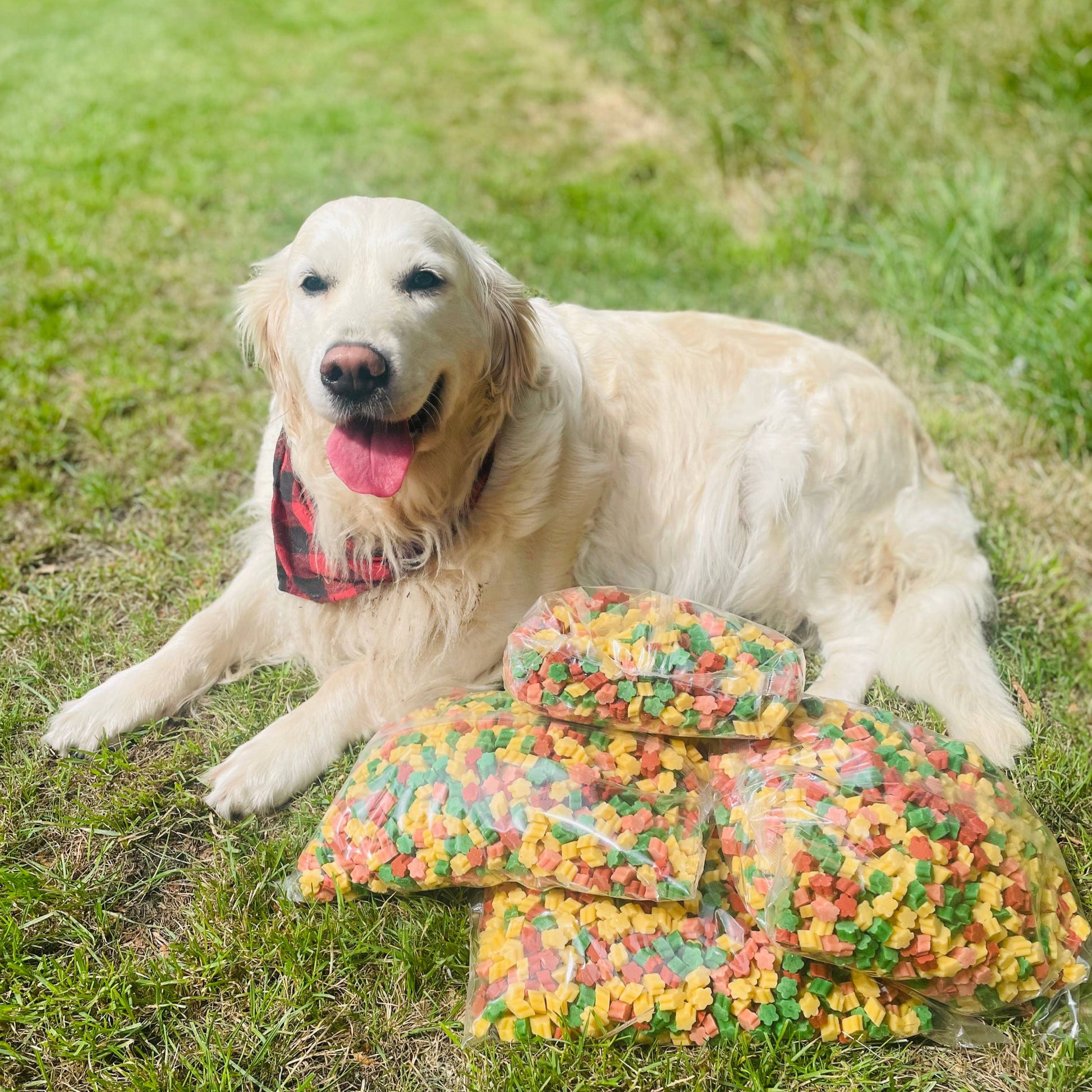 Dog lying on grass next to a pile of colorful dog treats.