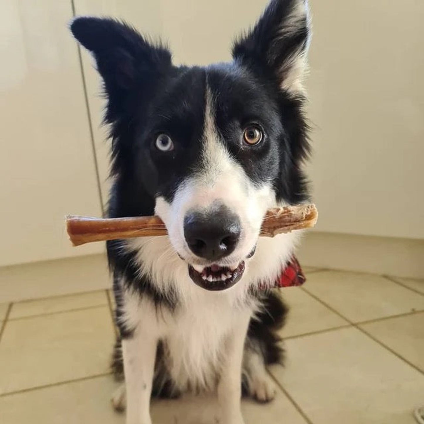 Collie with 20cm thick pizzle