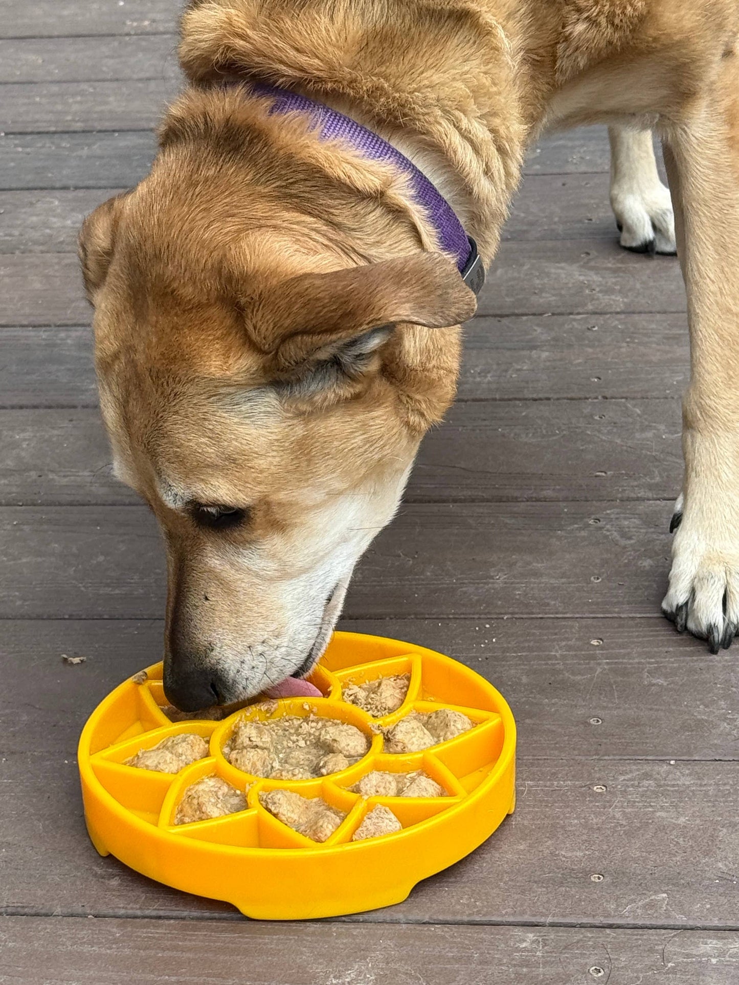 Sodapup Sunflower Design eTray Enrichment Slow Feeder Tray for Dogs - Yellow: Yellow