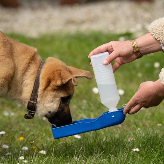 Travel water bottle