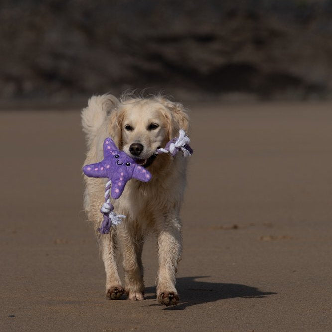 Samantha Starfish Tug Toy
