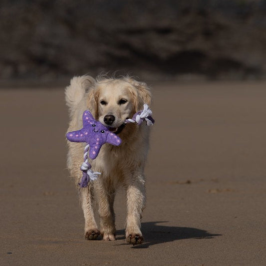 Samantha Starfish Tug Toy