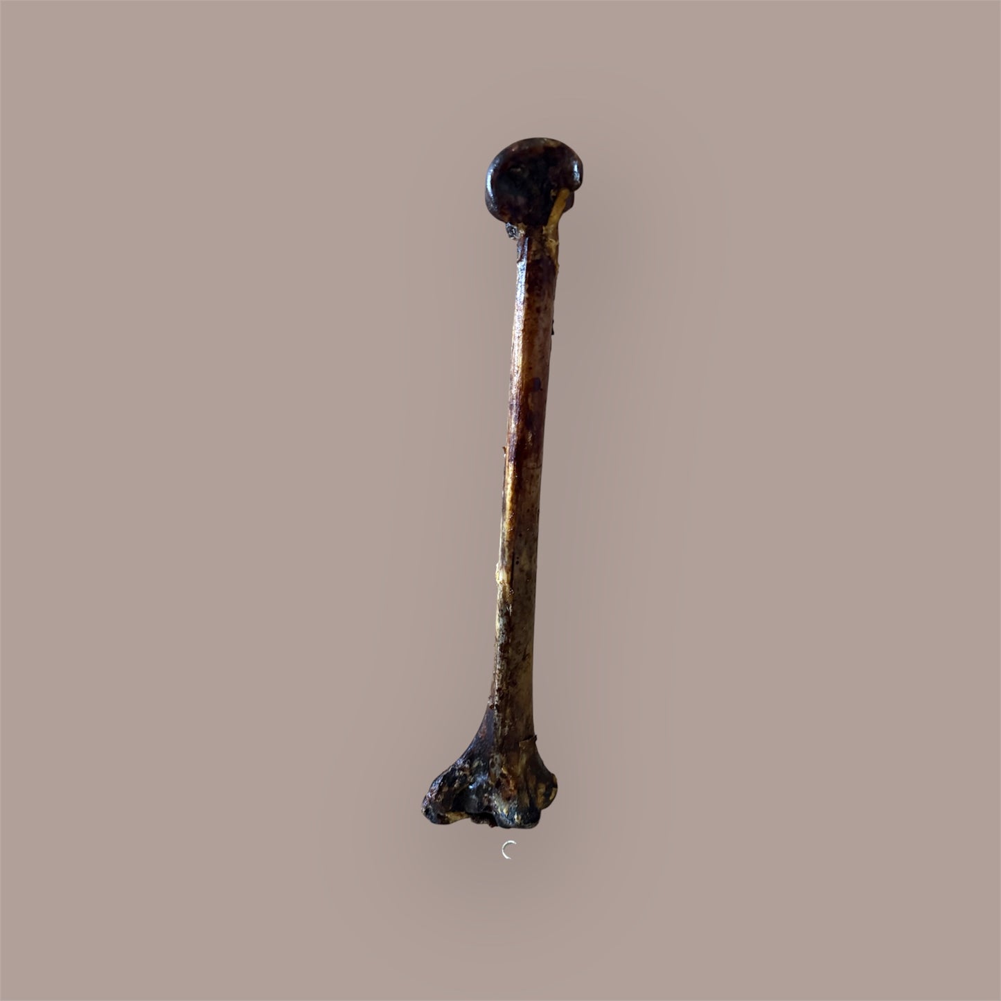 JR Pet Products Ostrich Long Bone