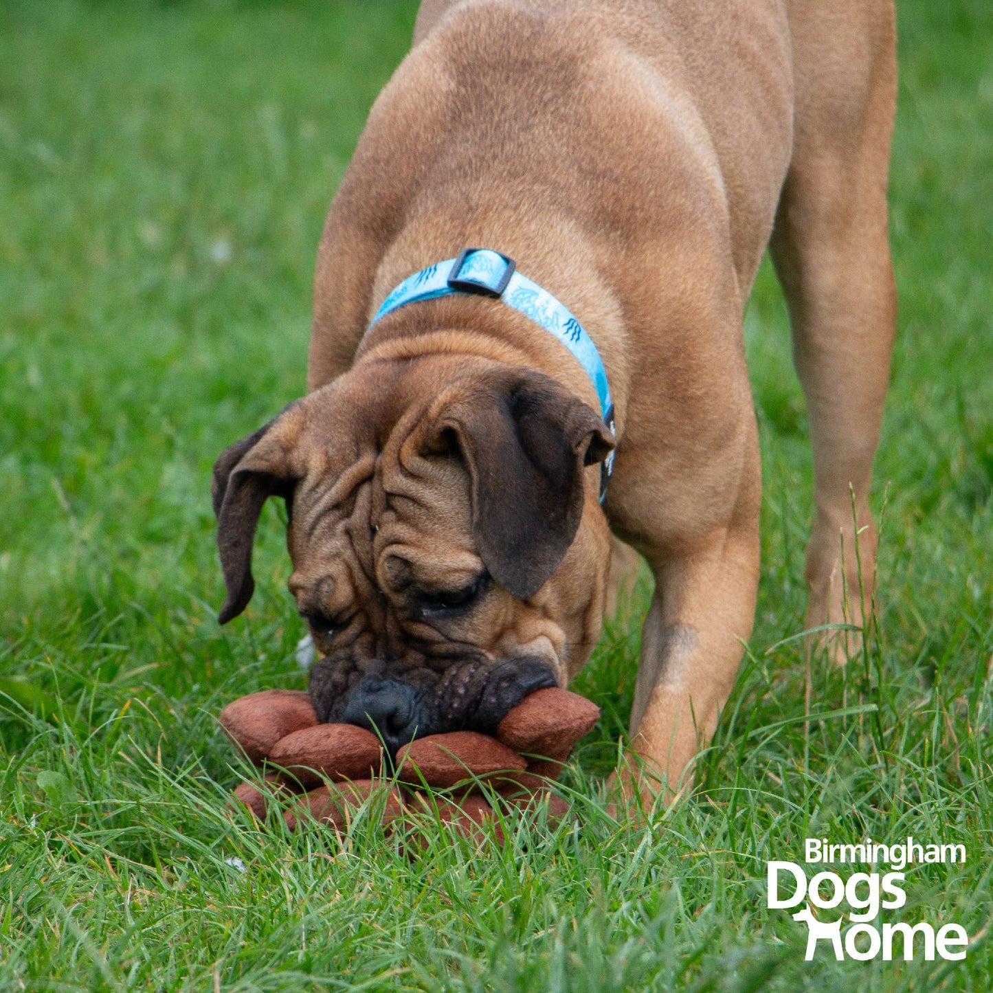 The Heritage Collection Pine Cone Snuffle Toy