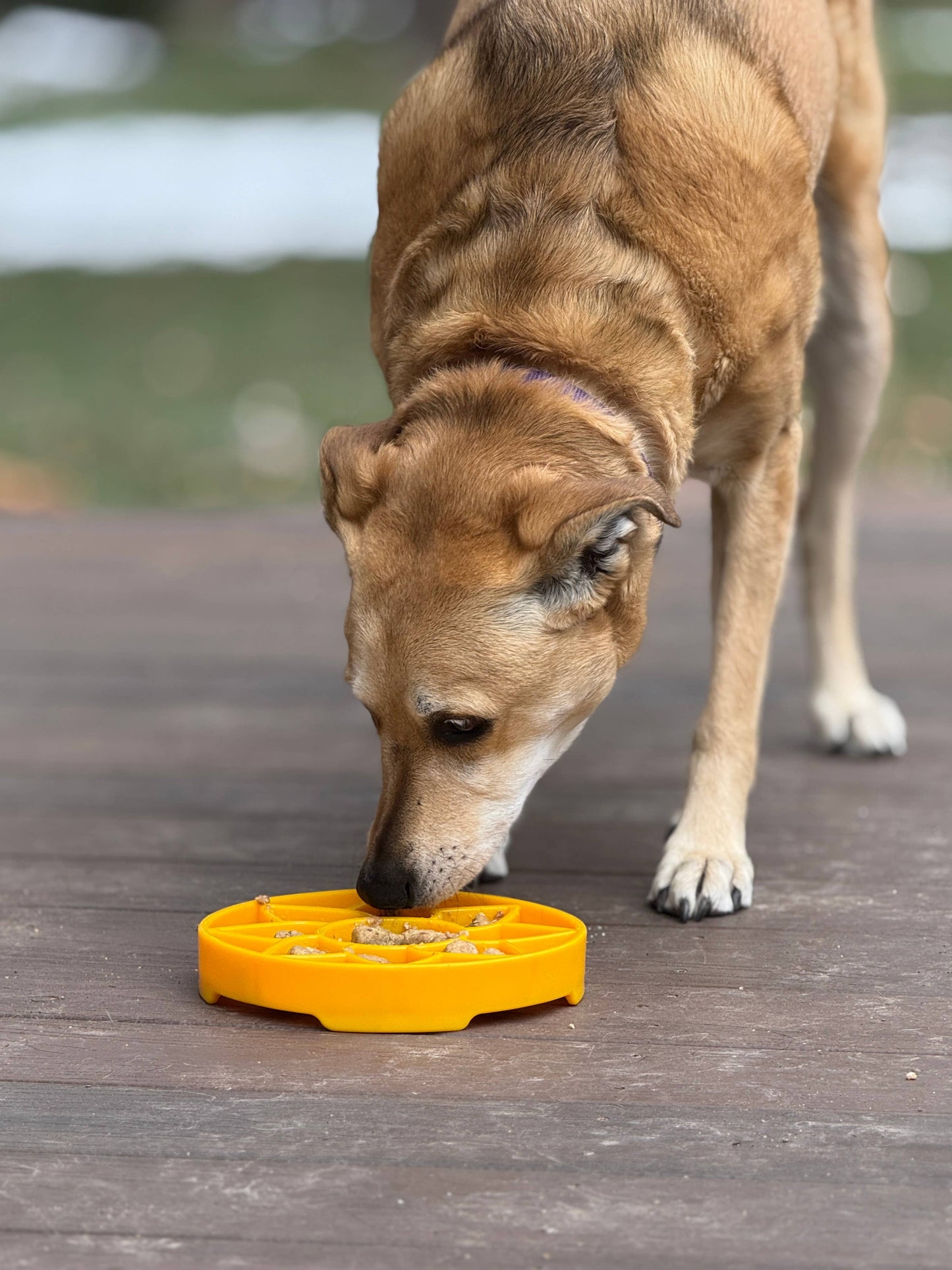 Sodapup Sunflower Design eTray Enrichment Slow Feeder Tray for Dogs - Yellow: Yellow