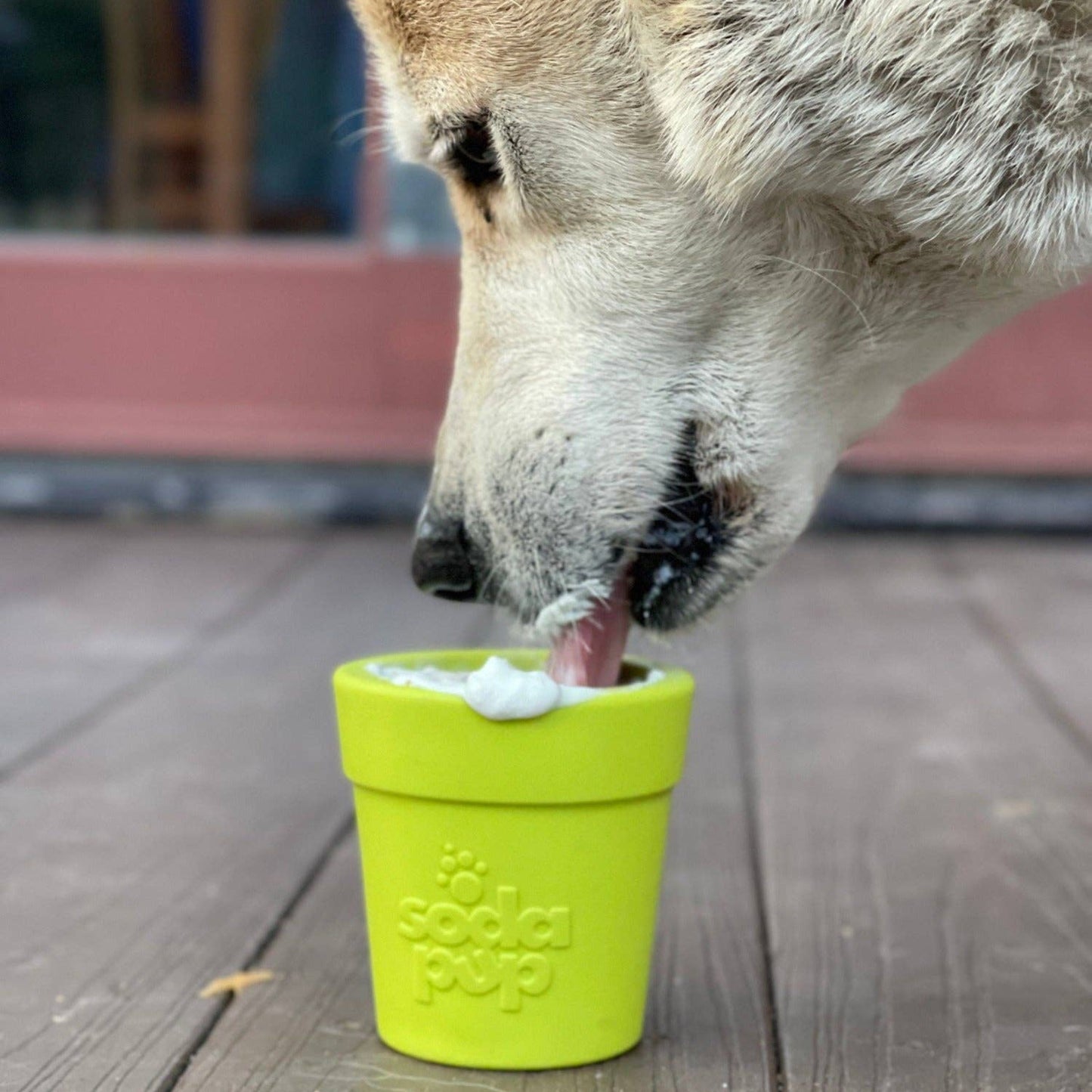 Large Flower Pot eCup Dog Treat Dispenser