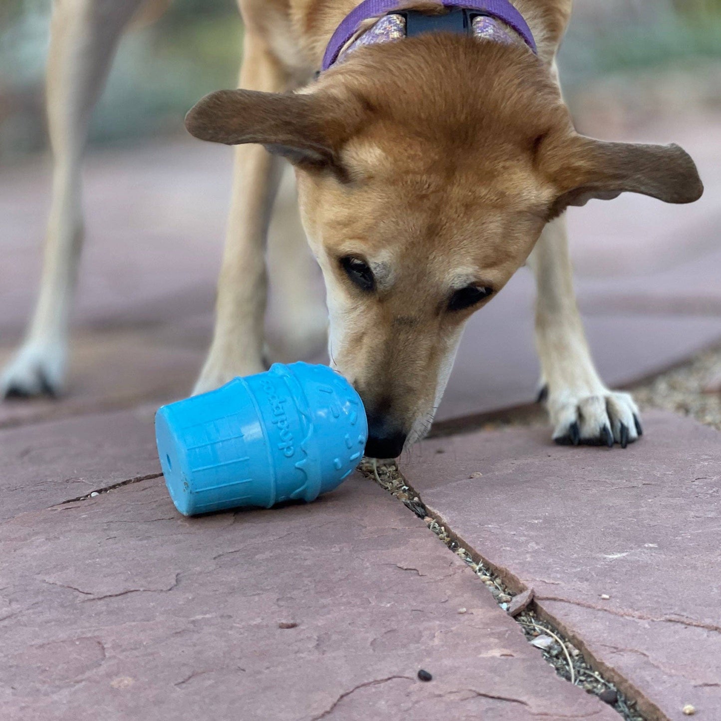 Sodapup Ice Cream Cone Durable PUP-X Rubber Chew Toy and Treat Dispenser: Large Ice Cream Cone - blue