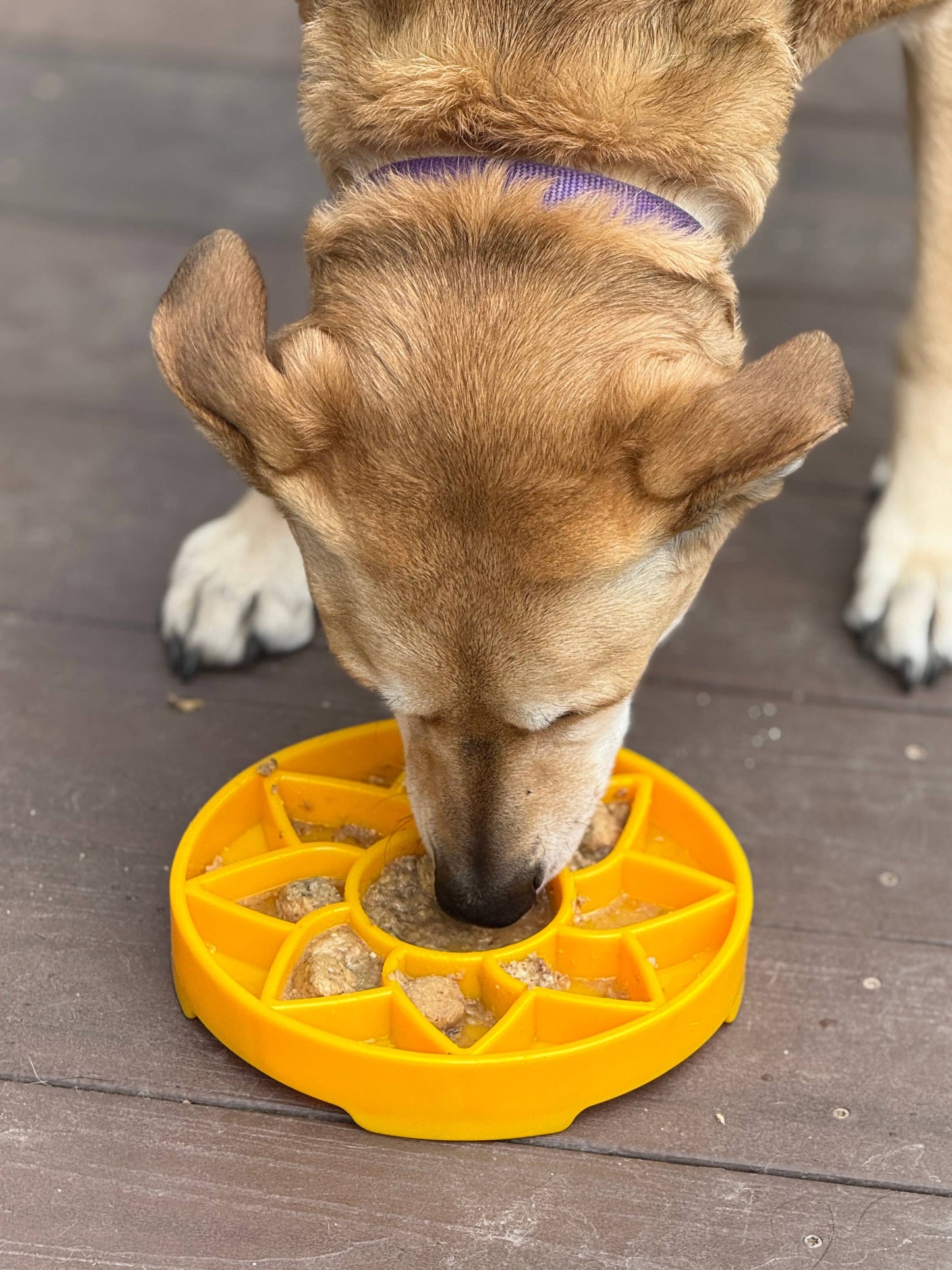 Sodapup Sunflower Design eTray Enrichment Slow Feeder Tray for Dogs - Yellow: Yellow
